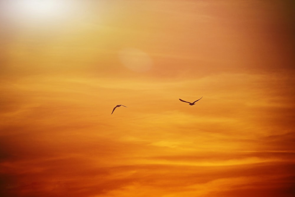 birds flying during golden hour