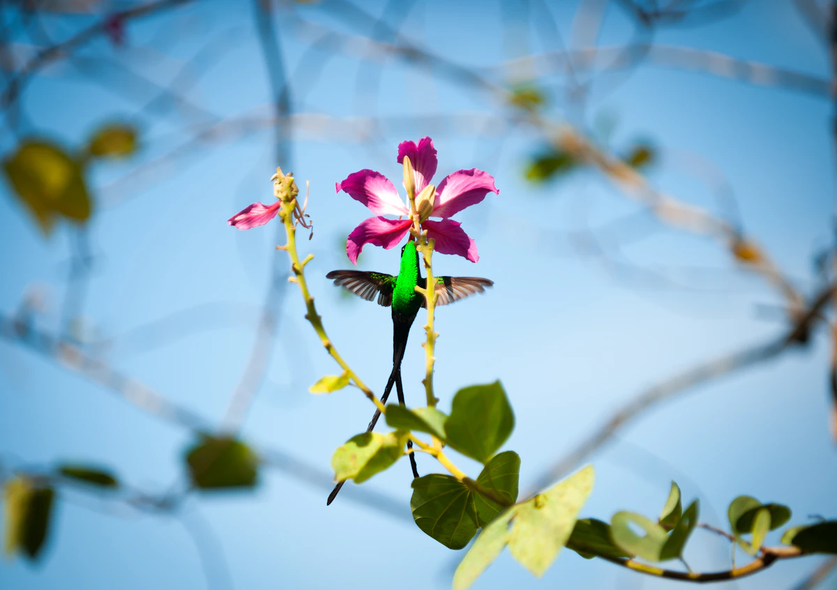 A doctor bird feeding from a pink flower in Hope Gardens, Kingston