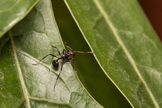 Close-up photo of an ant crawling on a leaf with detailed textures.