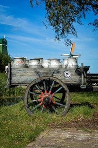 Hands of a farmer holding fresh milk cans near dairy cows in a pasture.