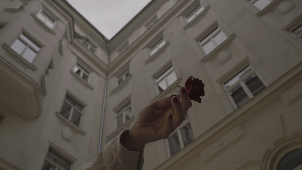 person holding red flower near white concrete building during daytime