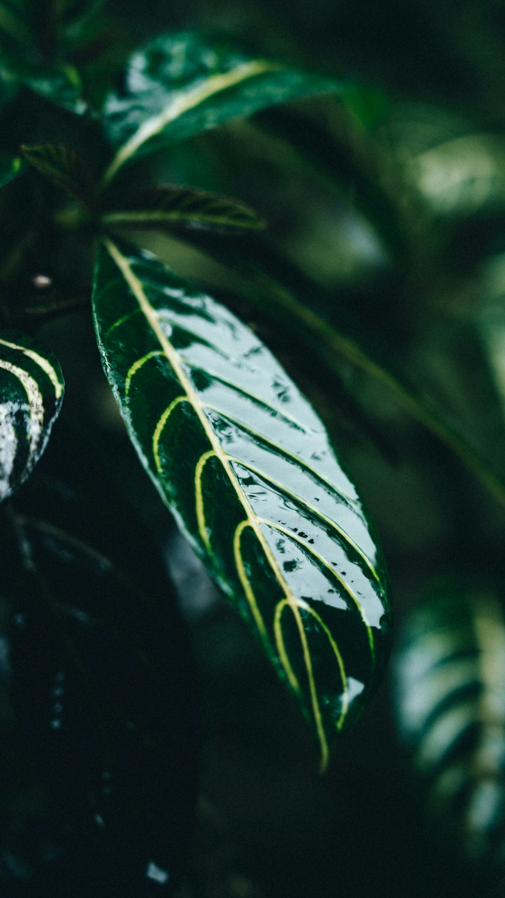 green and white leaf plant