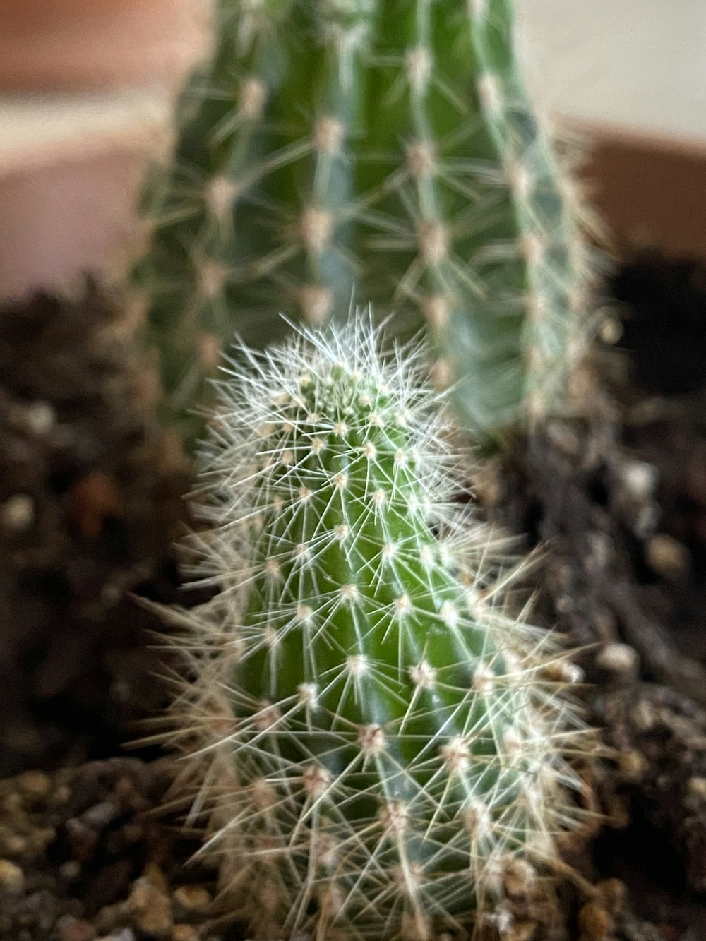 green cactus plant in brown soil