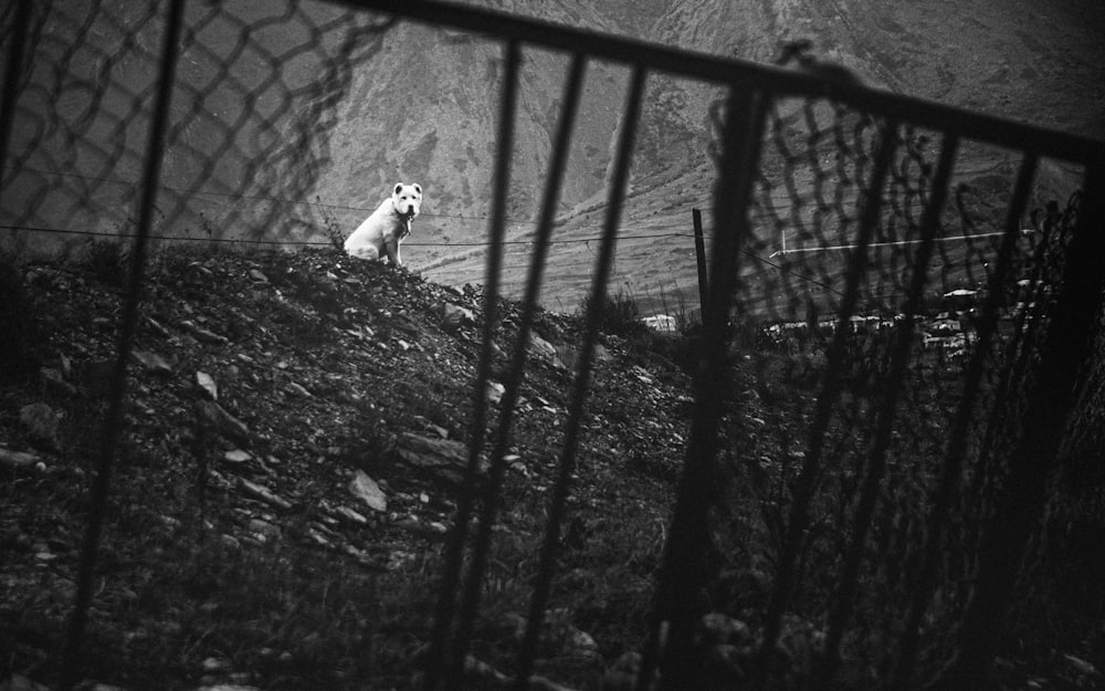 grayscale photo of a dog on a cage