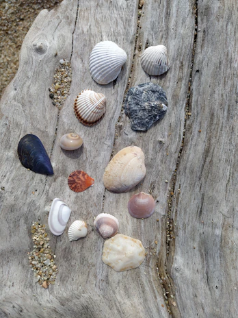 A weathered starfish and assorted shells arranged on driftwood by the ocean.