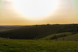 Gentle rolling hills covered in lush green grass spread across the landscape, dotted with grazing sheep. The sun sets low on the horizon, casting a golden hue over the scene and creating a serene, pastoral atmosphere.