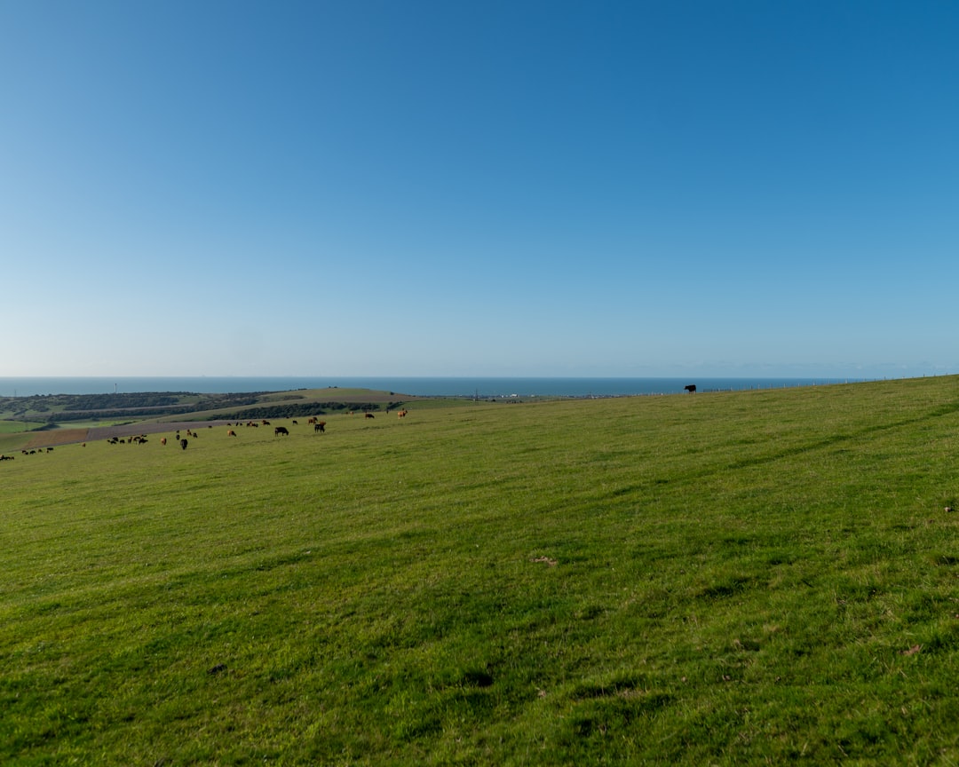 green grass field under blue sky during daytime