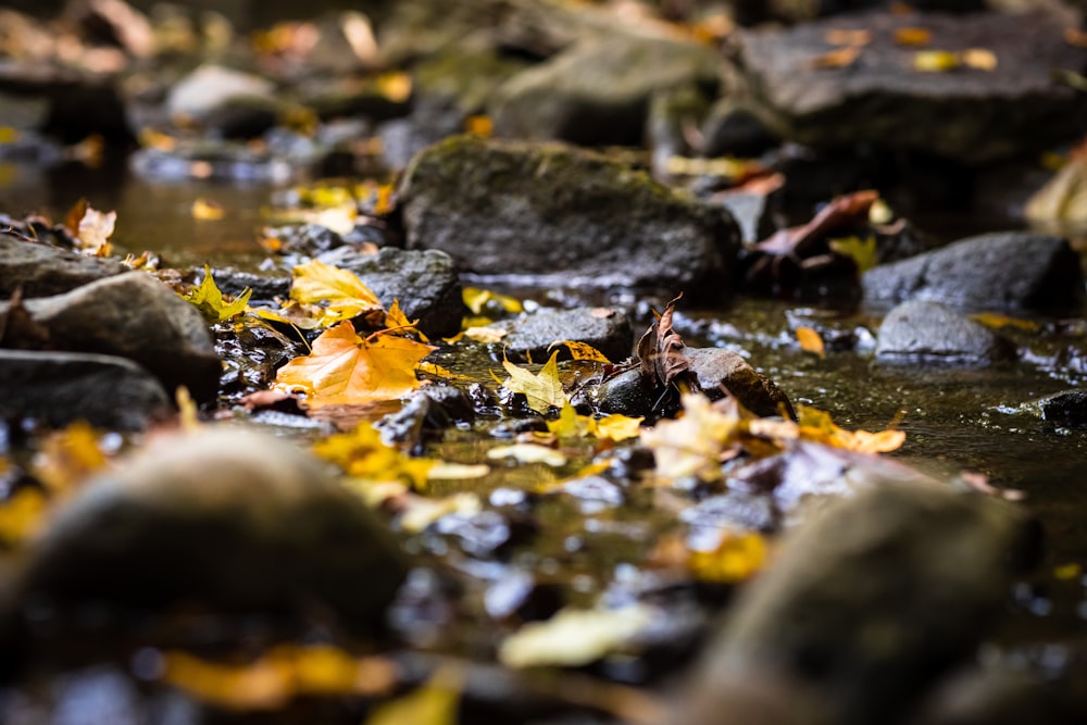 yellow leaves on the ground