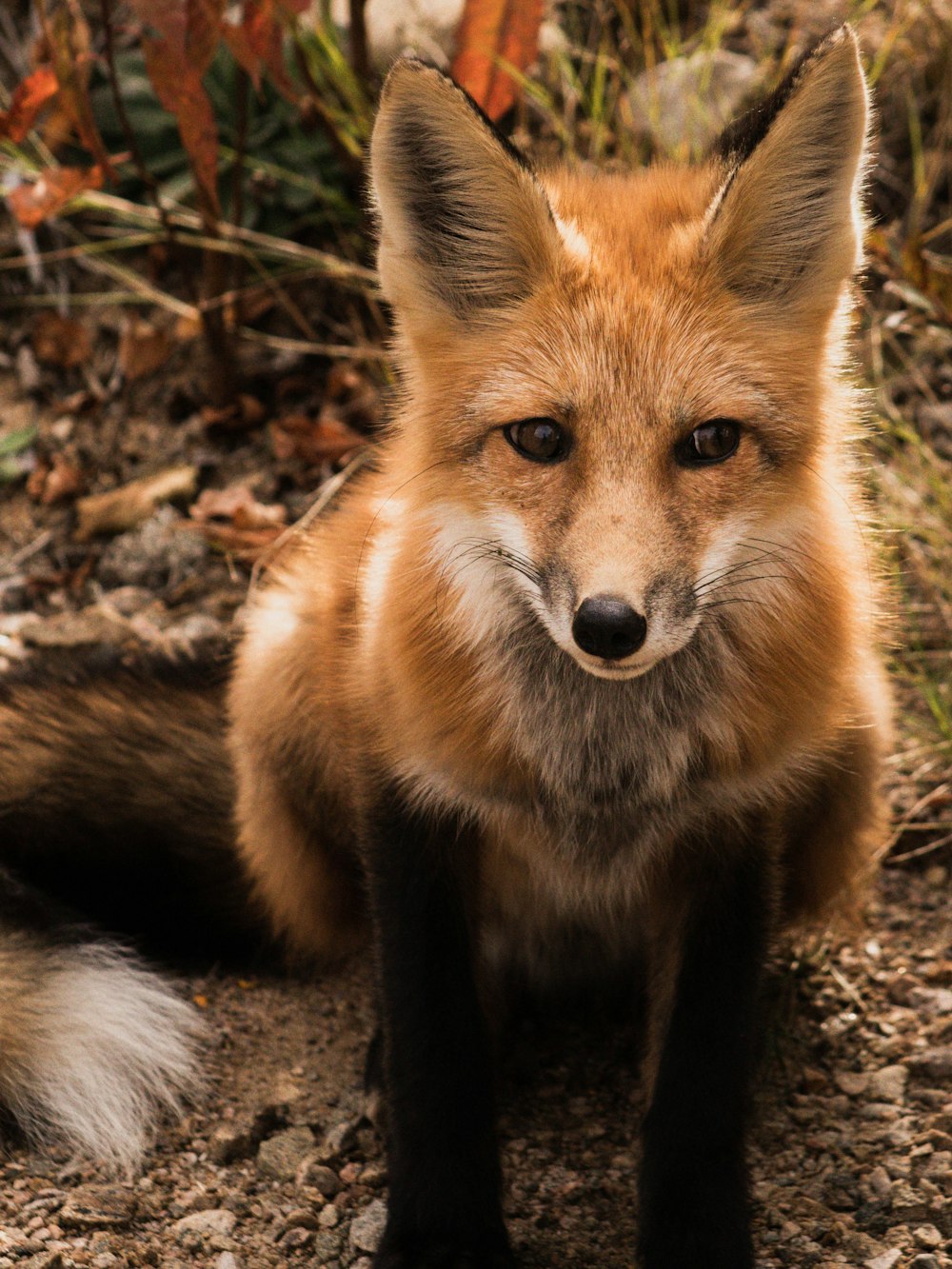 brown fox on brown dried leaves