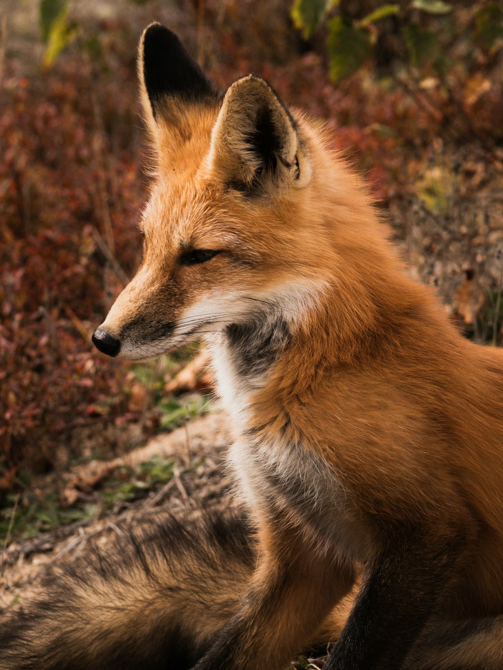 brown fox on brown grass during daytime