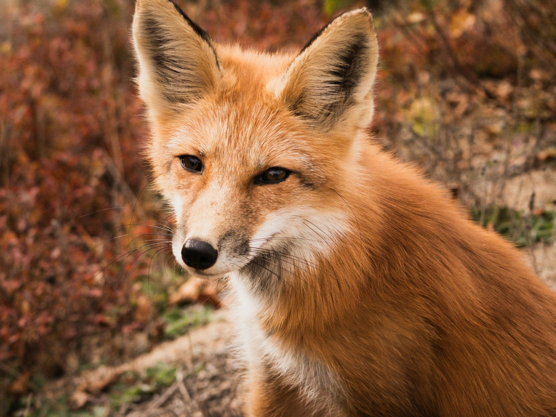 A close-up shot of a vibrant red fox peering curiously through autumn leaves.