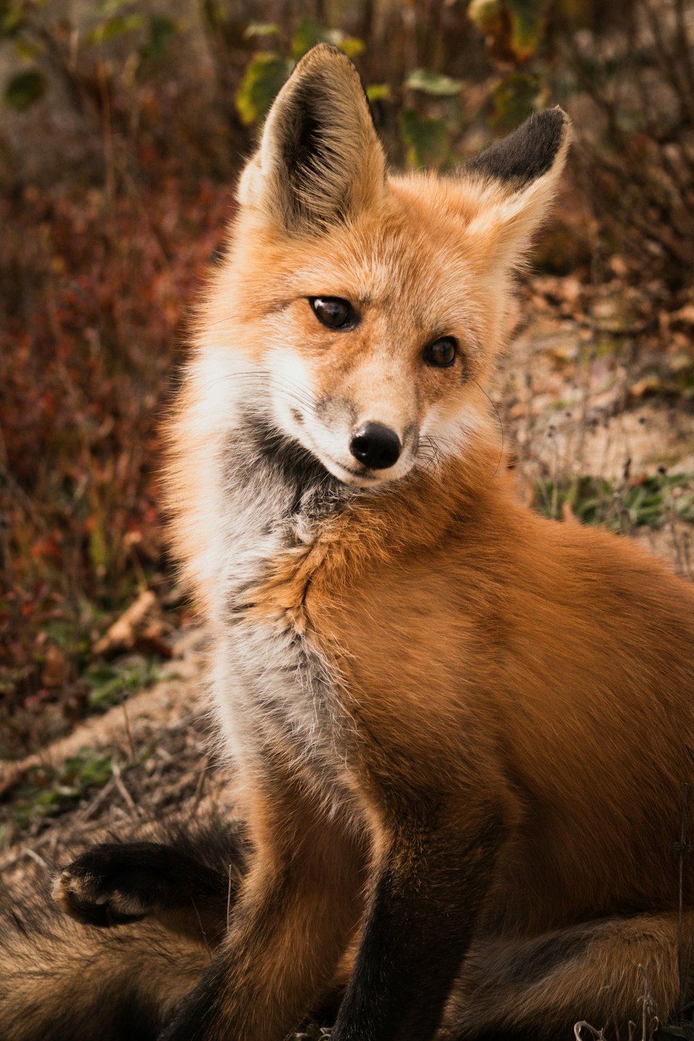 renard brun sur branche d’arbre brun