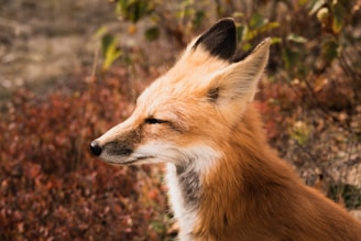 Digital illustration of a fox in a natural setting with brown tones.
