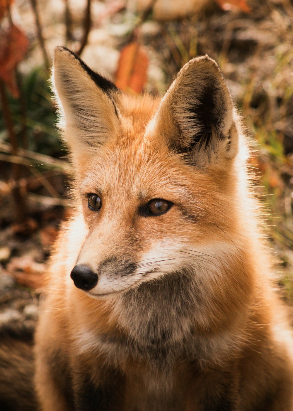 brown and white fox on brown soil