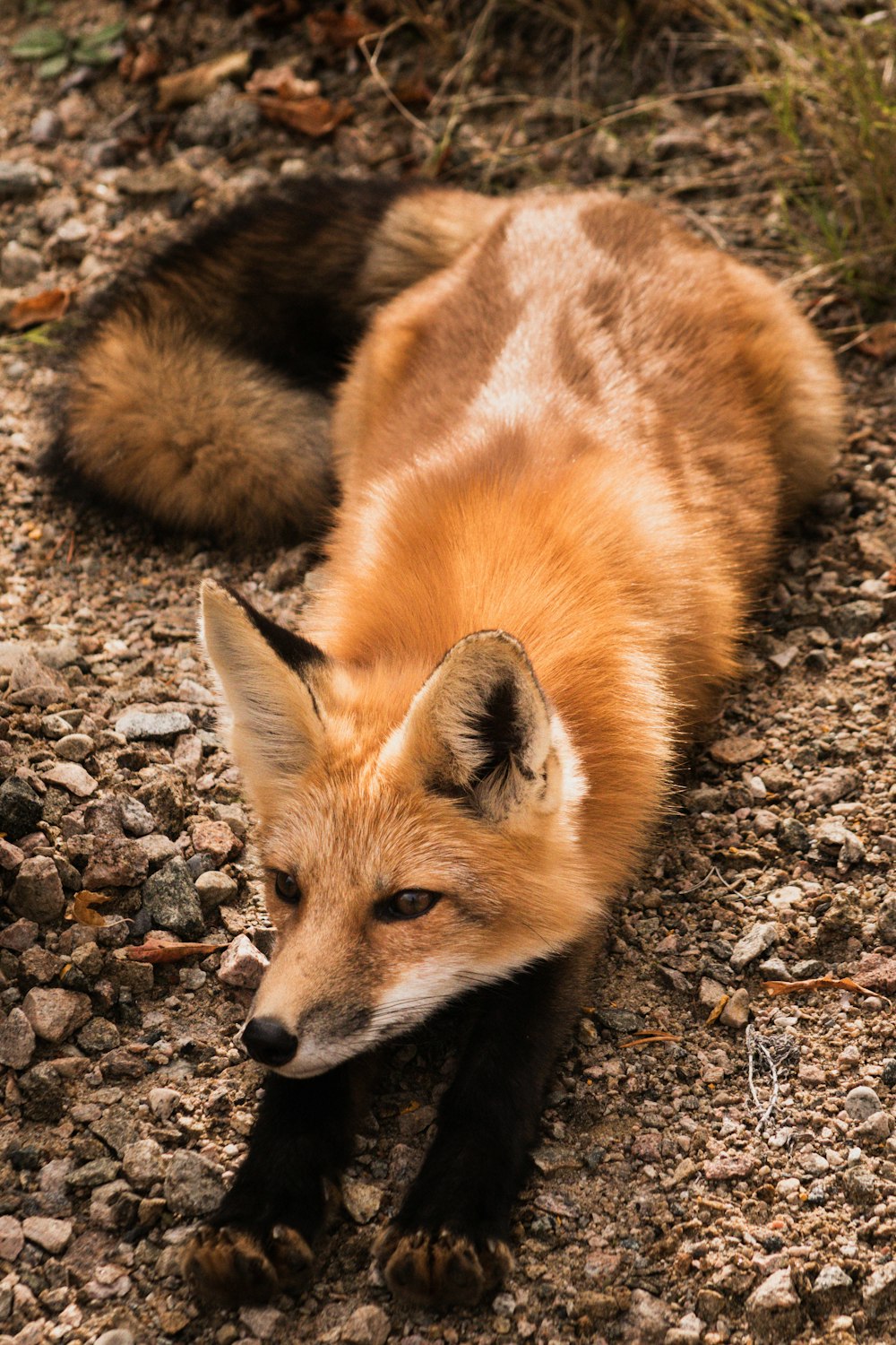 brown fox lying on ground during daytime