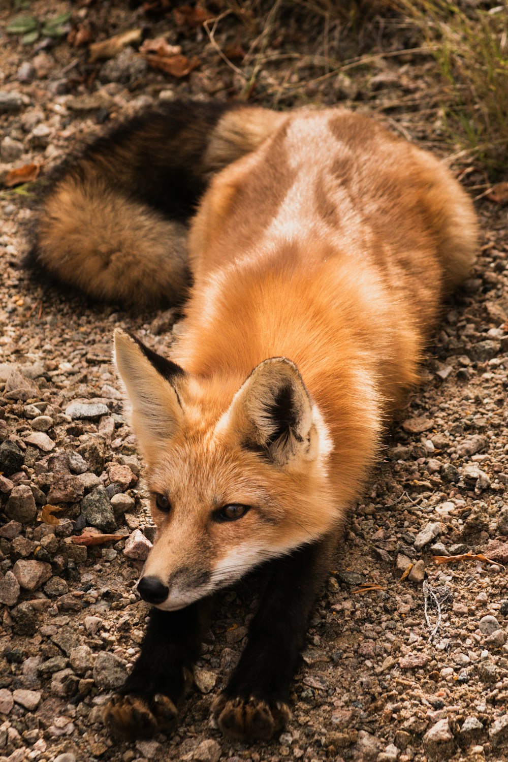 Brauner Fuchs liegt tagsüber auf dem Boden