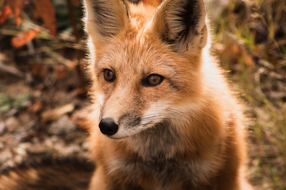 brown and white fox on brown ground during daytime