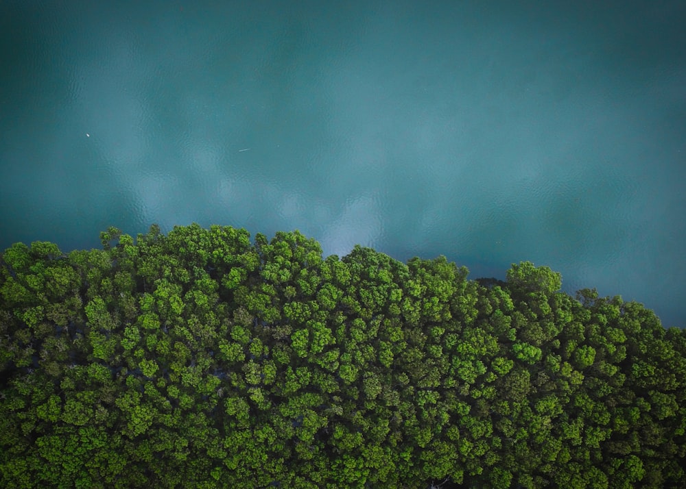 green trees under blue sky