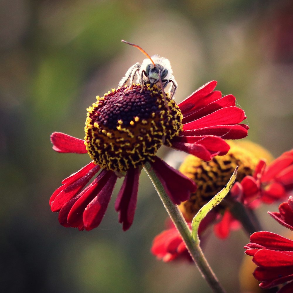 black and white bee on red flower