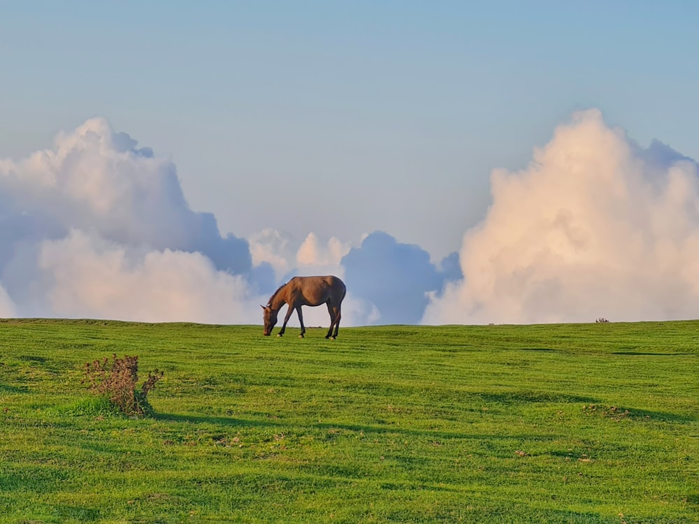 brown horse on green grass field during daytime
