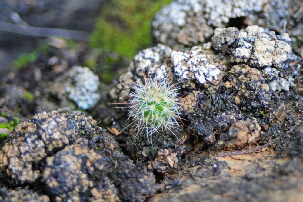 white dandelion on brown and gray stone