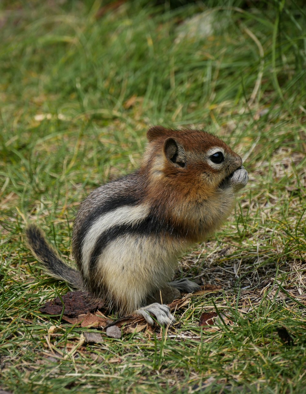 brown and white squirrel on green grass during daytime