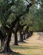 green trees on brown field during daytime