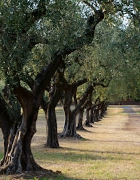 green trees on brown field during daytime