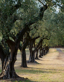 green trees on brown field during daytime