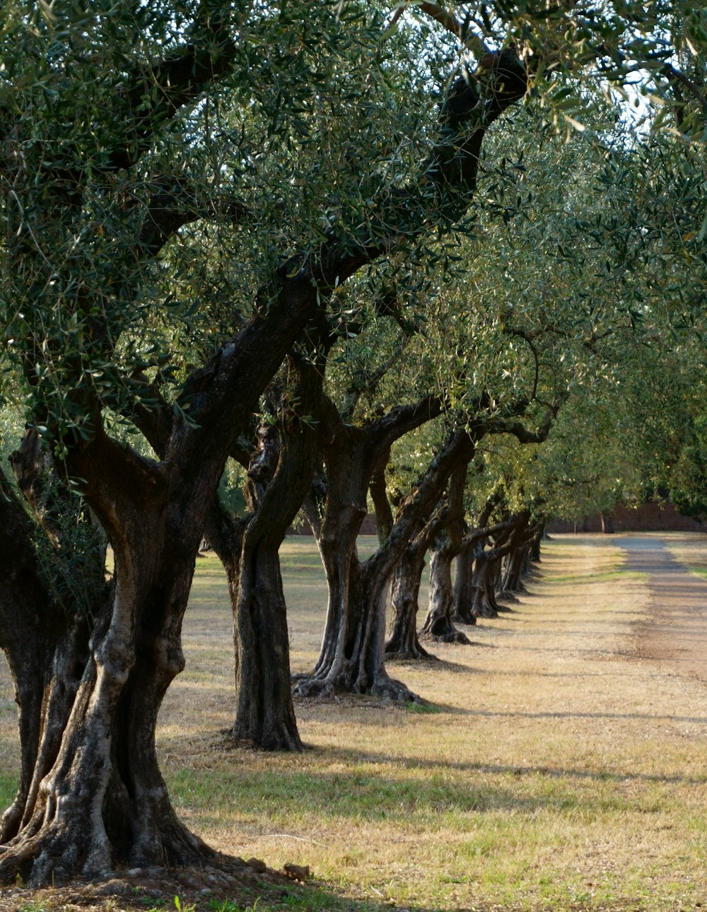 árvores verdes no campo marrom durante o dia