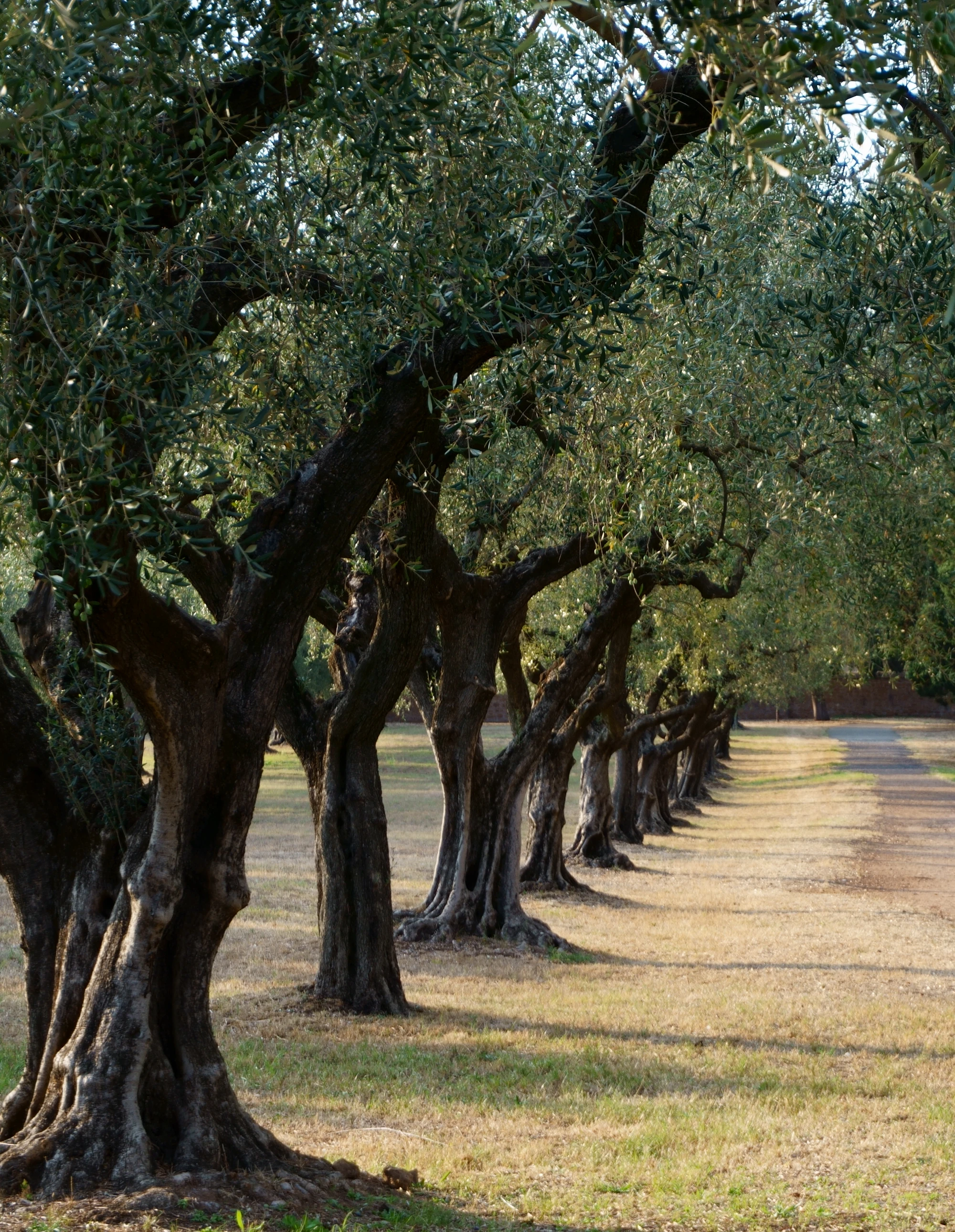 An olive grove on the Sicilian hills