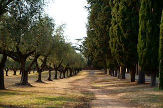 A serene pathway through olive trees on one of the listed properties.