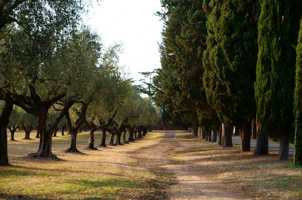 A serene pathway through olive trees on one of the listed properties.