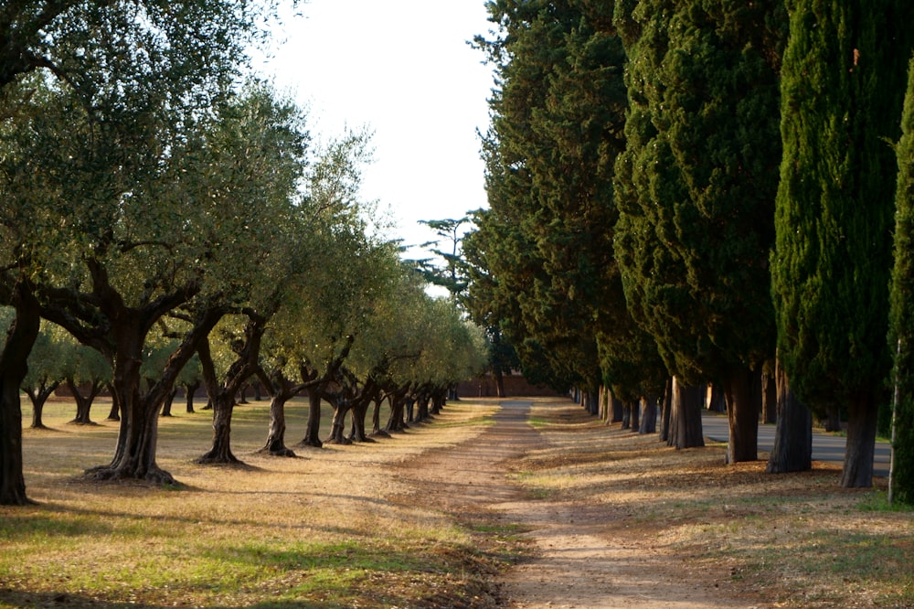 alberi verdi sul campo marrone durante il giorno