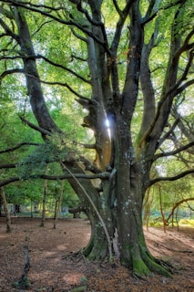 A large, ancient tree with thick, gnarled branches and a textured trunk stands in a lush forest. Sunlight filters through the dense canopy of vibrant green leaves, casting dappled light on the forest floor. The atmosphere is serene and peaceful, with a carpet of fallen leaves surrounding the tree.