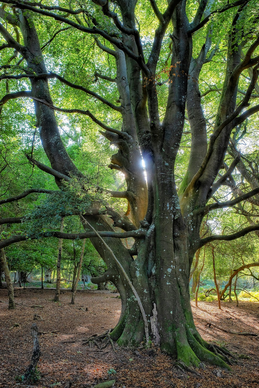 árboles verdes y marrones durante el día