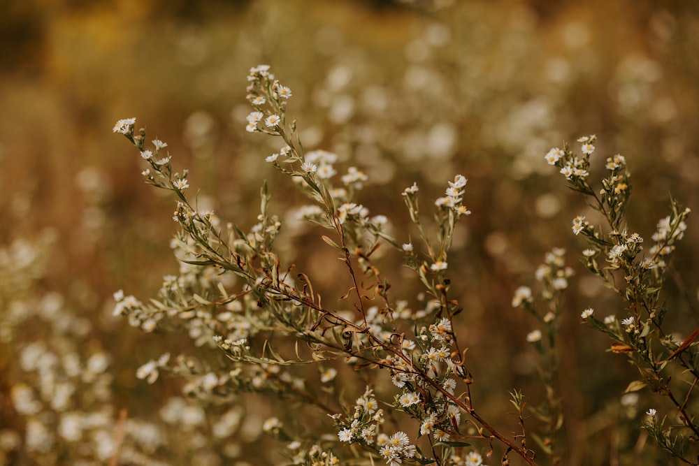 white flowers in tilt shift lens