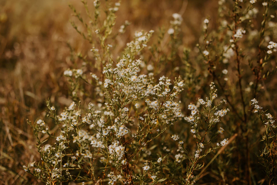 Tall dry grass reaches up to the sky with scattered white flowers throughout
