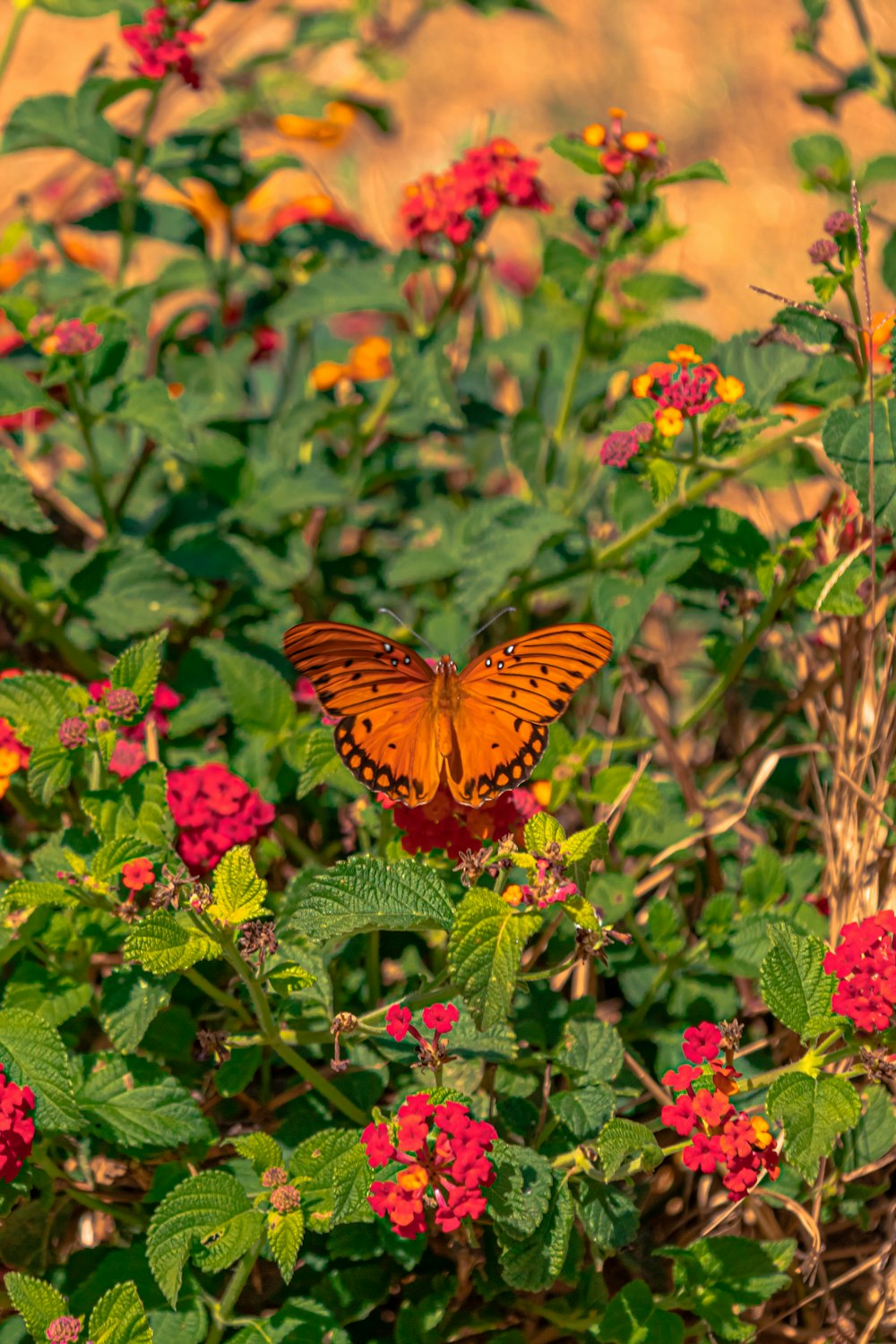 Mariposa marrón y negra sobre flor roja