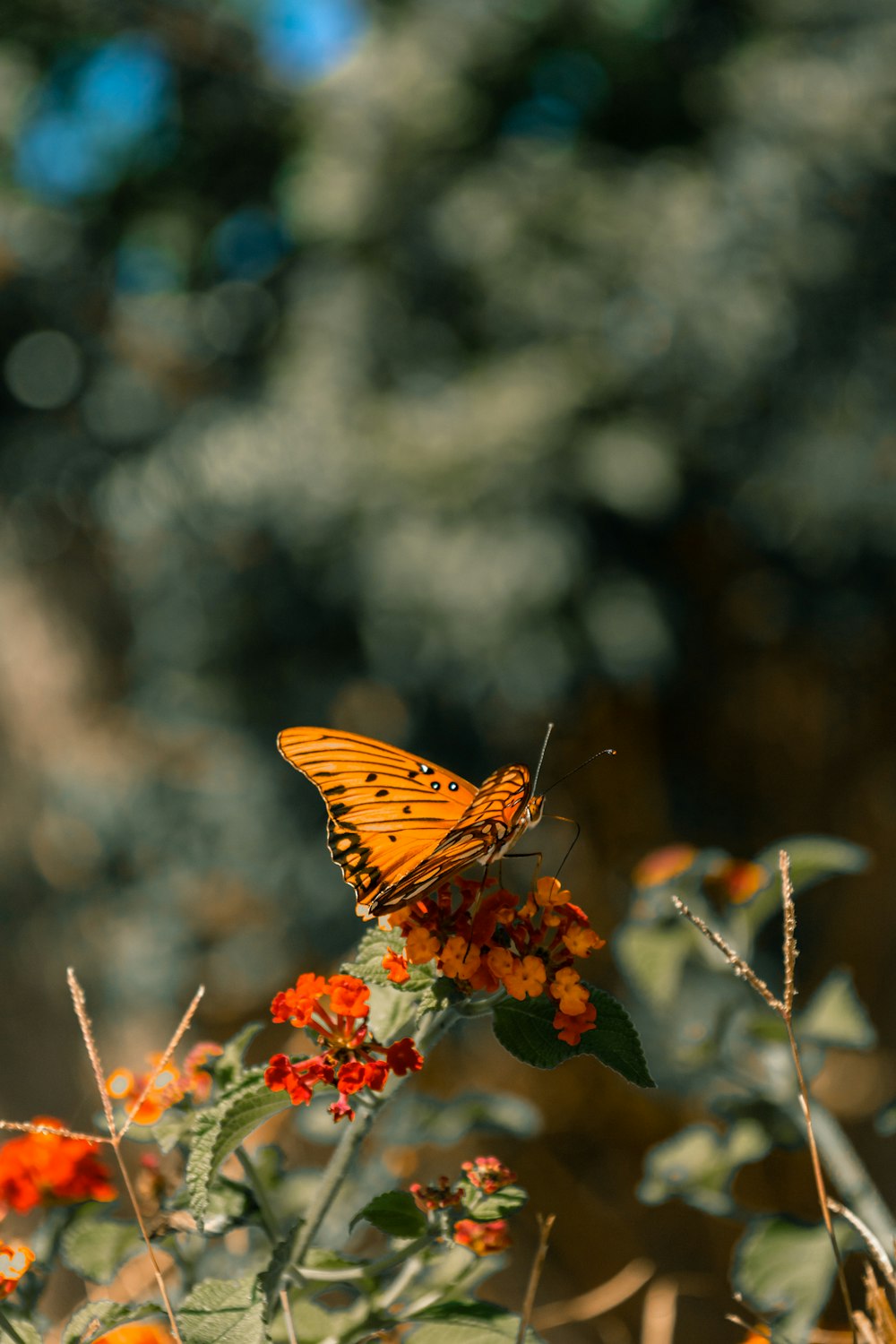 brown and black butterfly perched on orange flower in close up photography during daytime