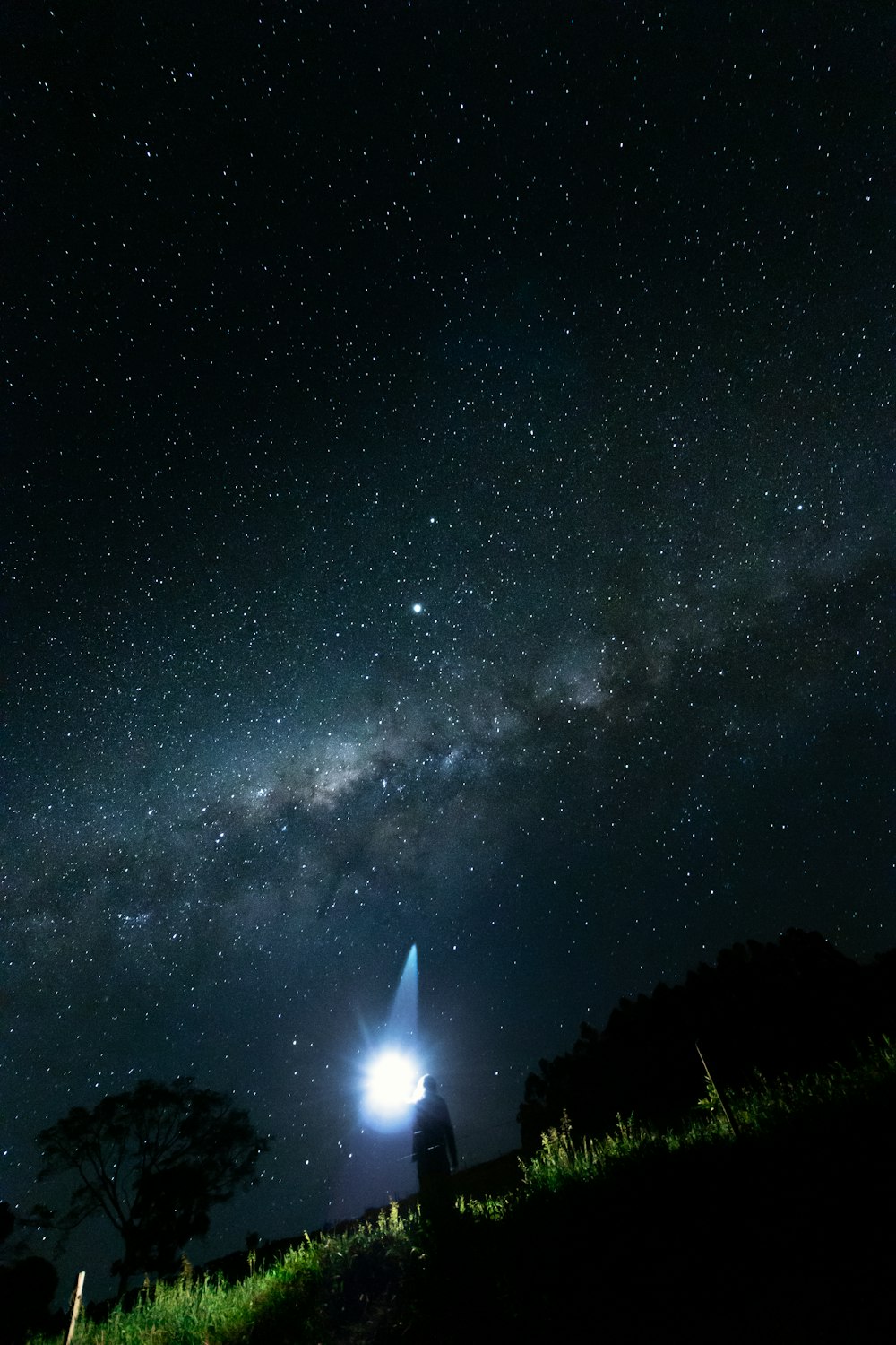 silhouette of trees under starry night