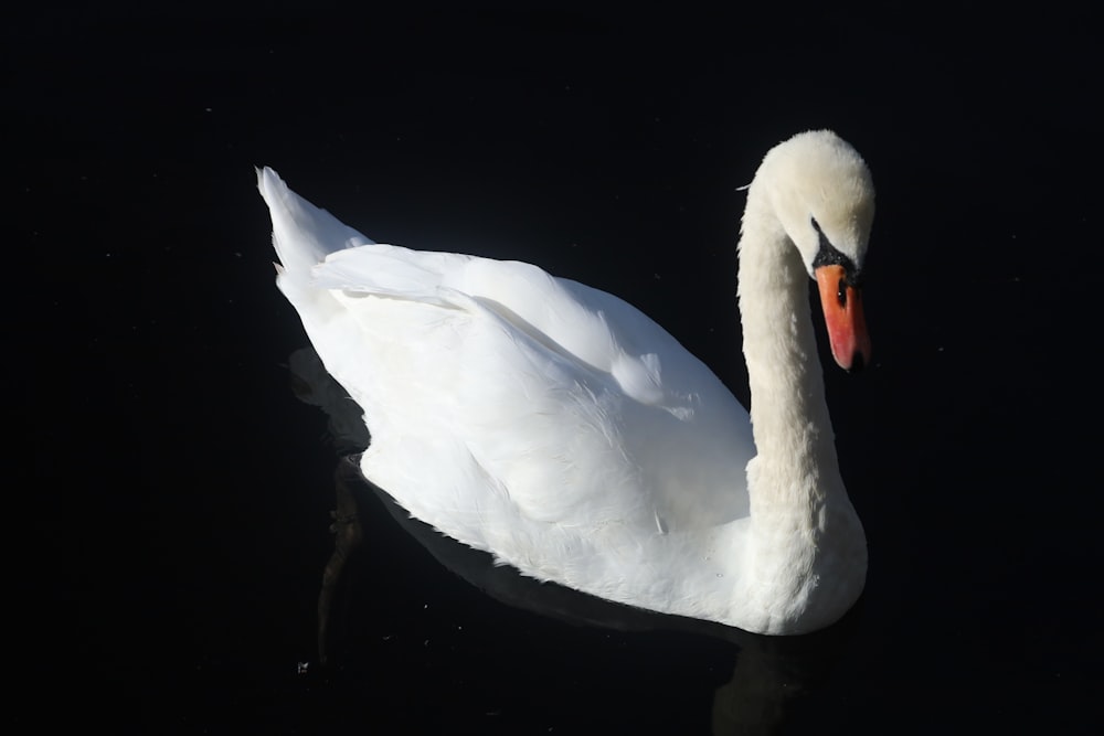 white swan on water during daytime