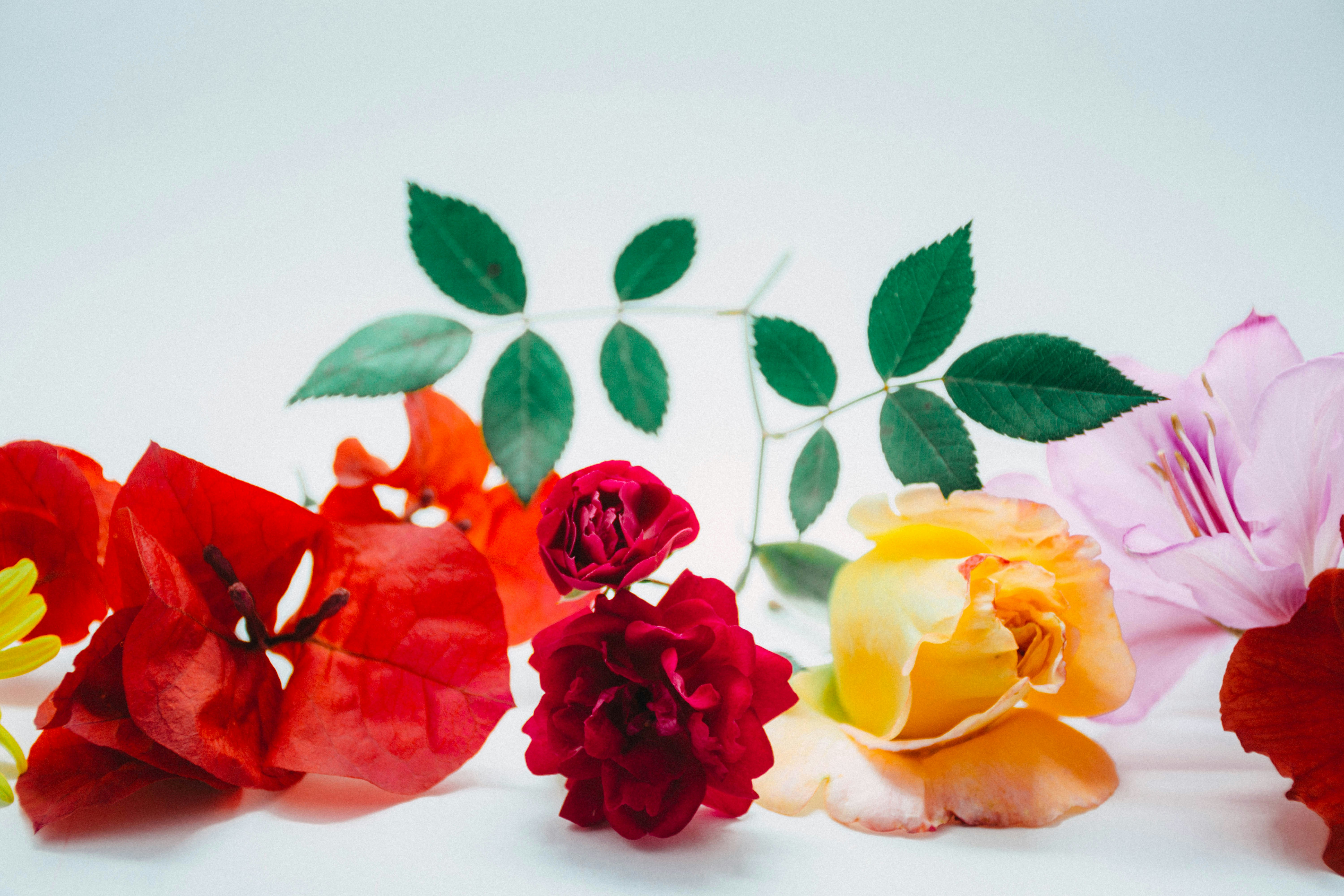 Photo by lucasgwendt