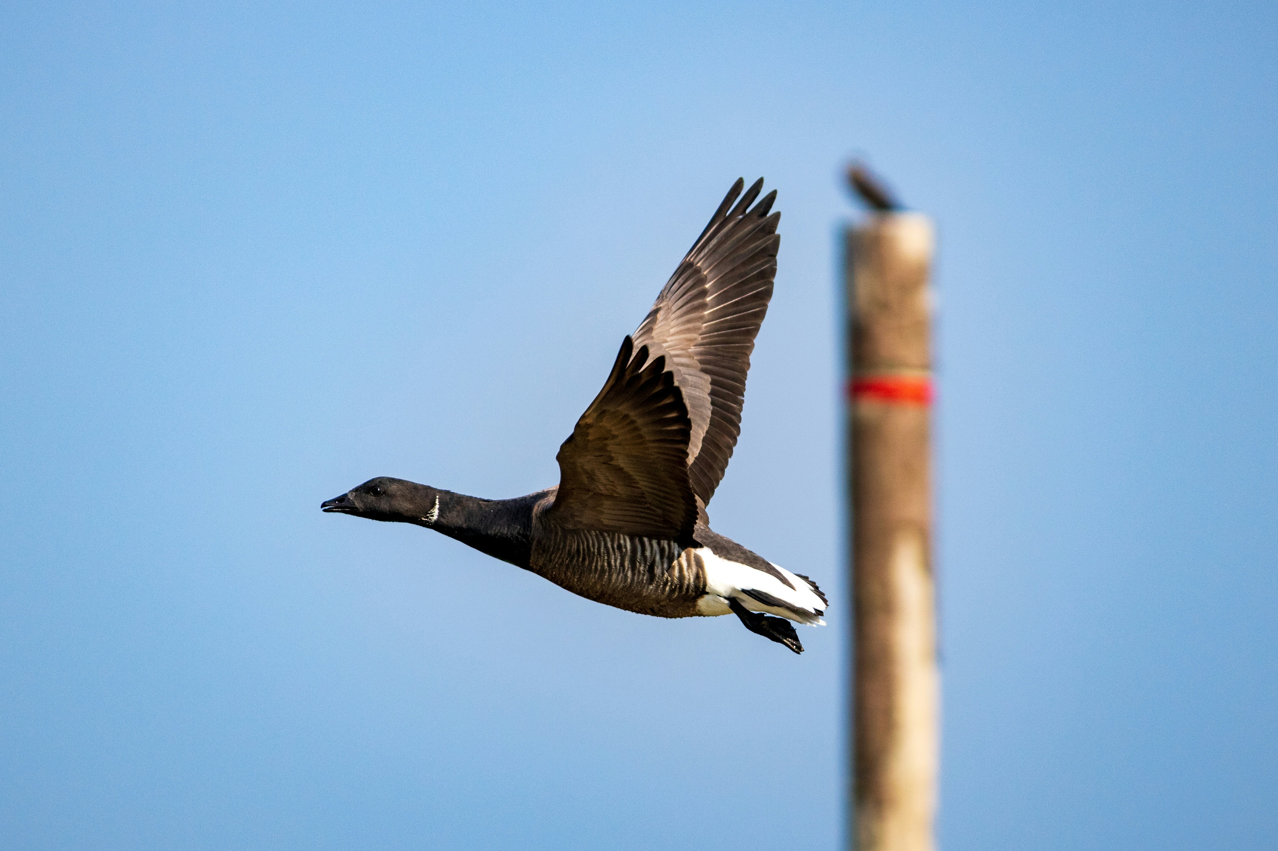 Grey Goose Pictures | Download Free Images on Unsplash