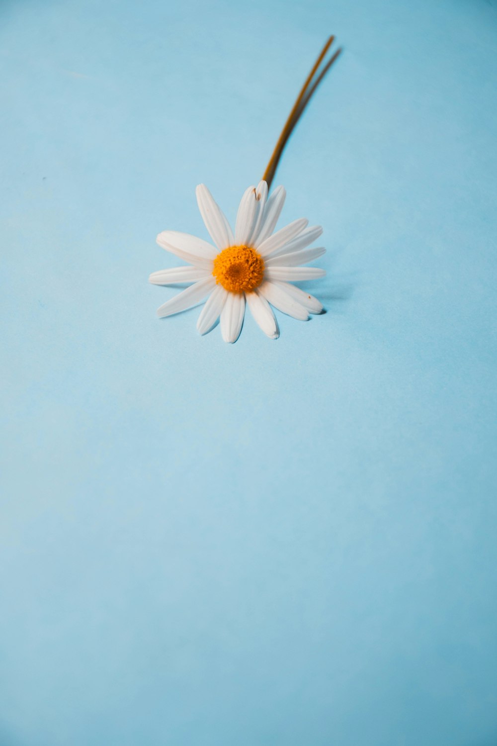 white daisy on white surface