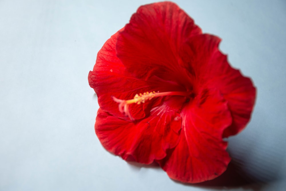 咲く赤いハイビスカス、クローズアップ写真