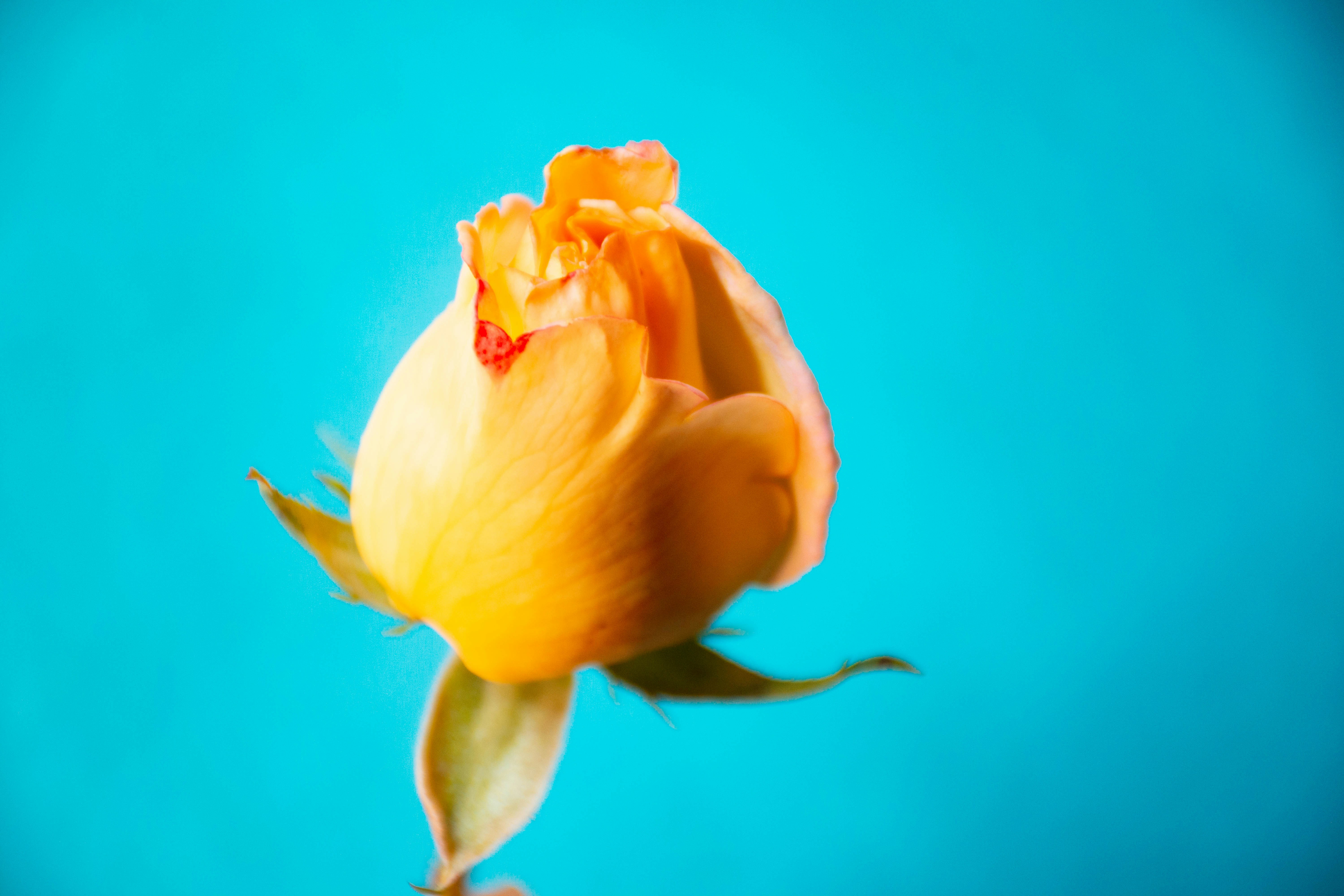 Photo by lucasgwendt