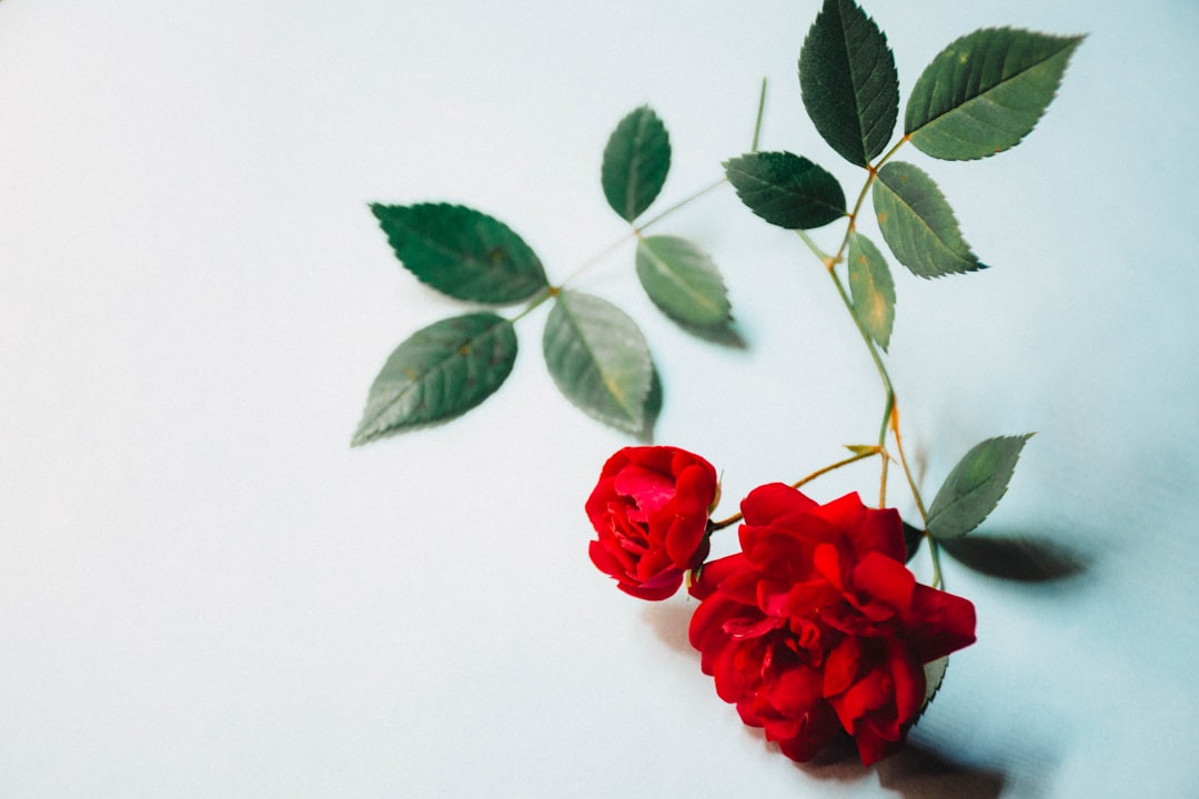 玫瑰在基督教藝術中的象徵意義：善行、聖潔之愛與勝利