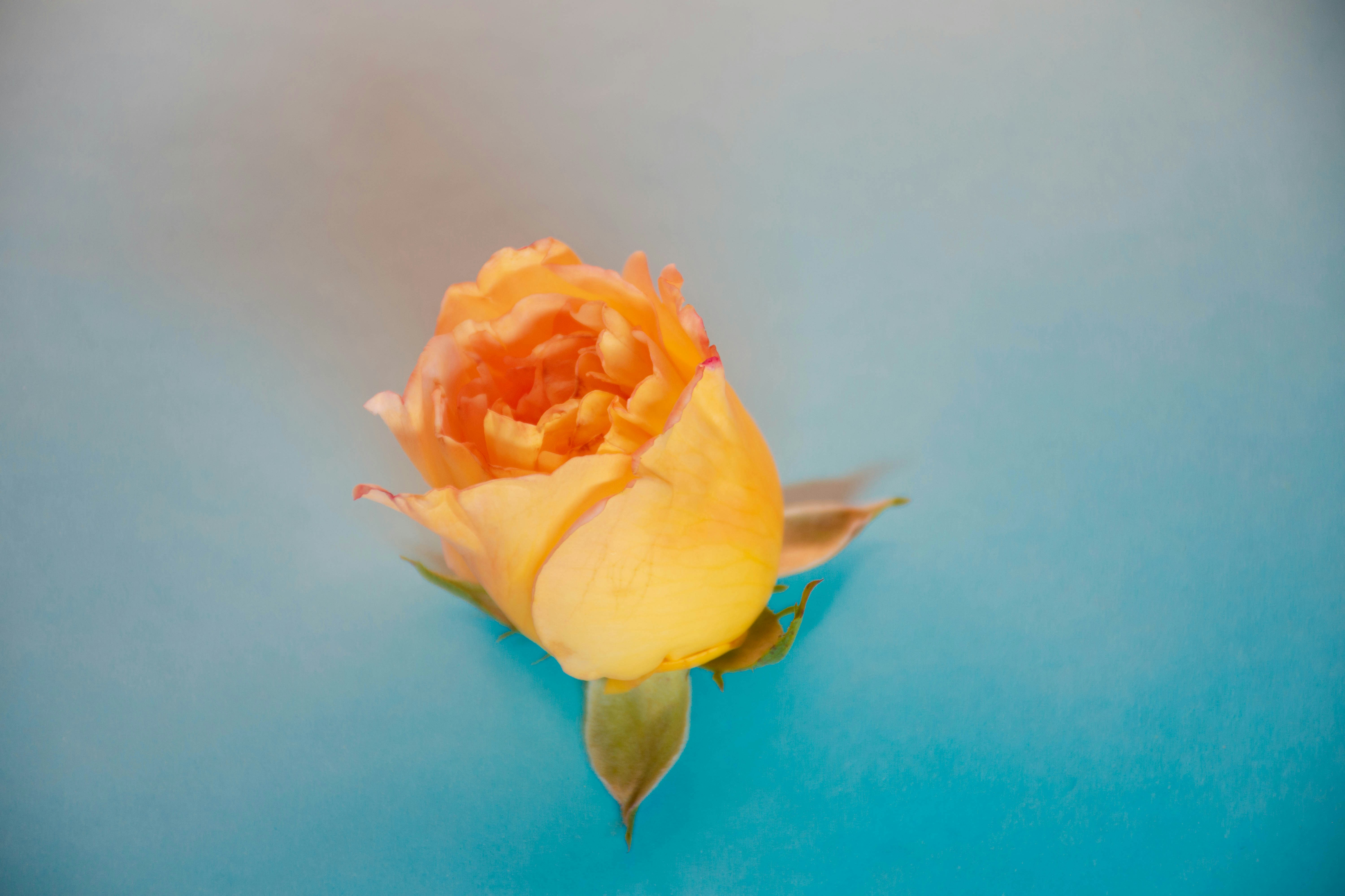 Photo by lucasgwendt