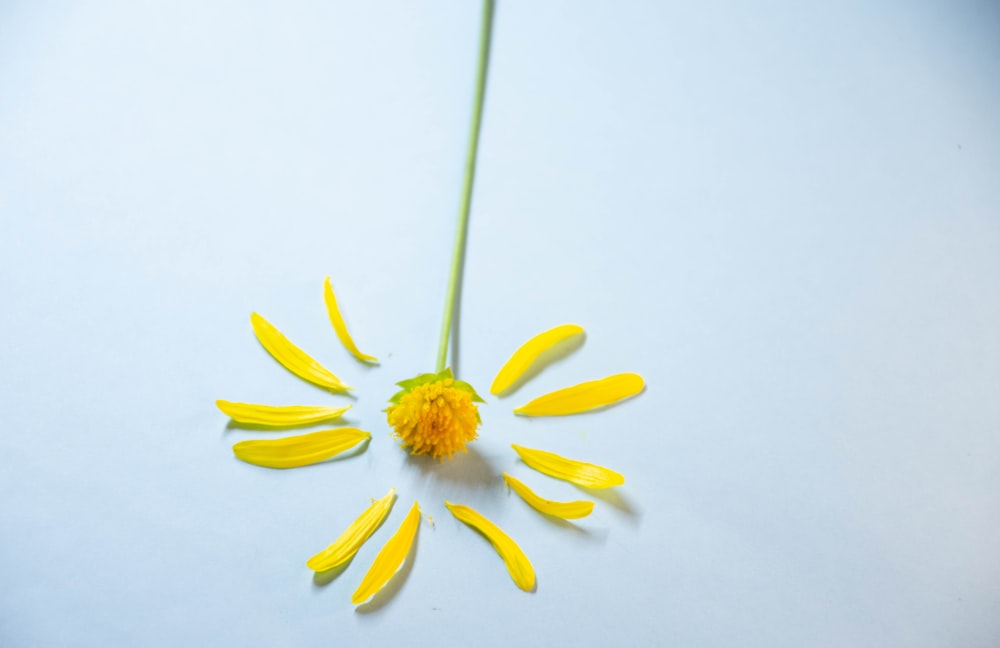 yellow flower on white surface